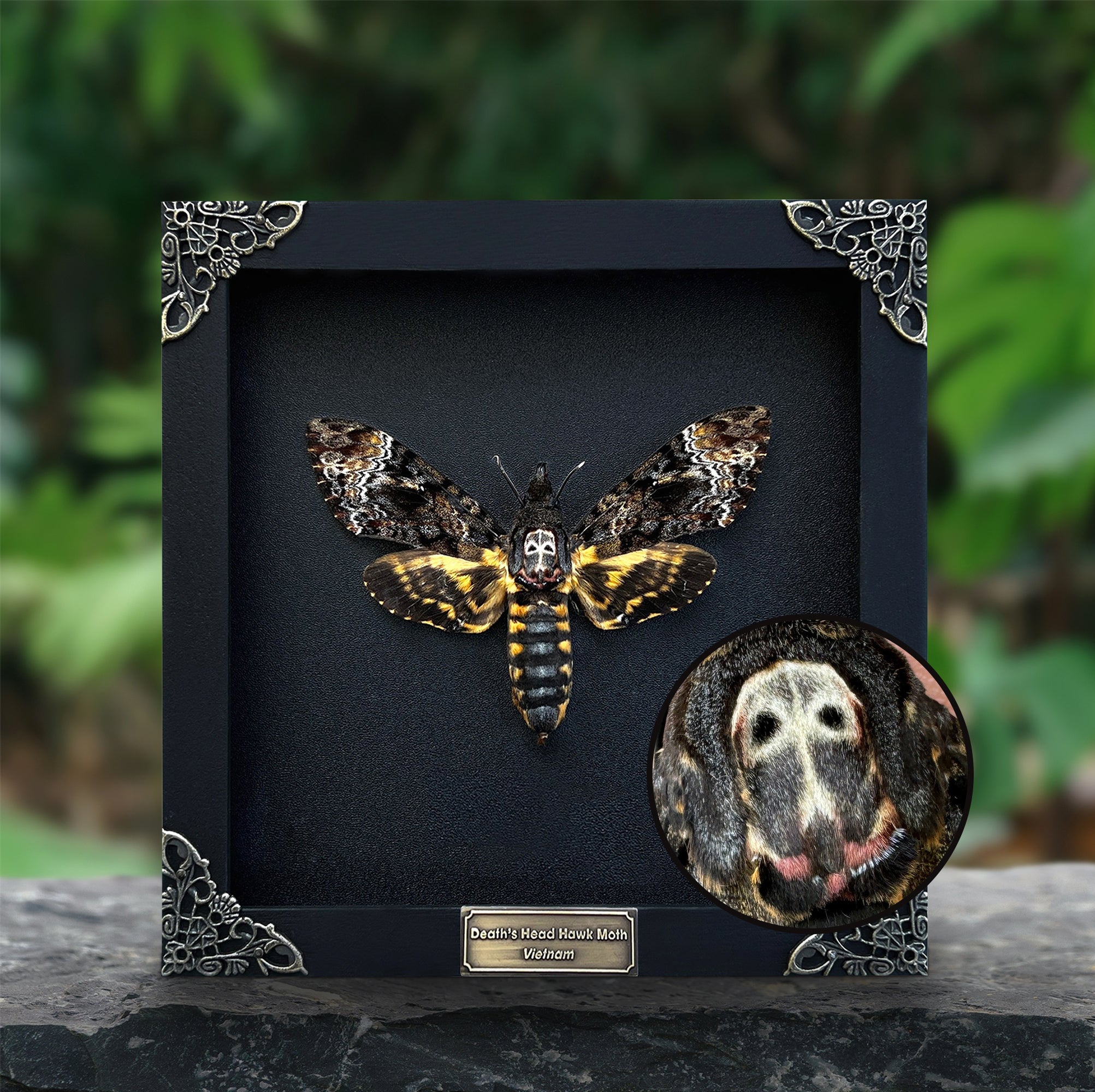 Real Death Head Moth Framed Gothic Decor Taxidermy Insect Collection