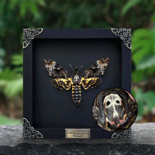 Real Death Head Moth Framed Moth Taxidermy Gothic Home Decor Insect Bug Specimen Collection