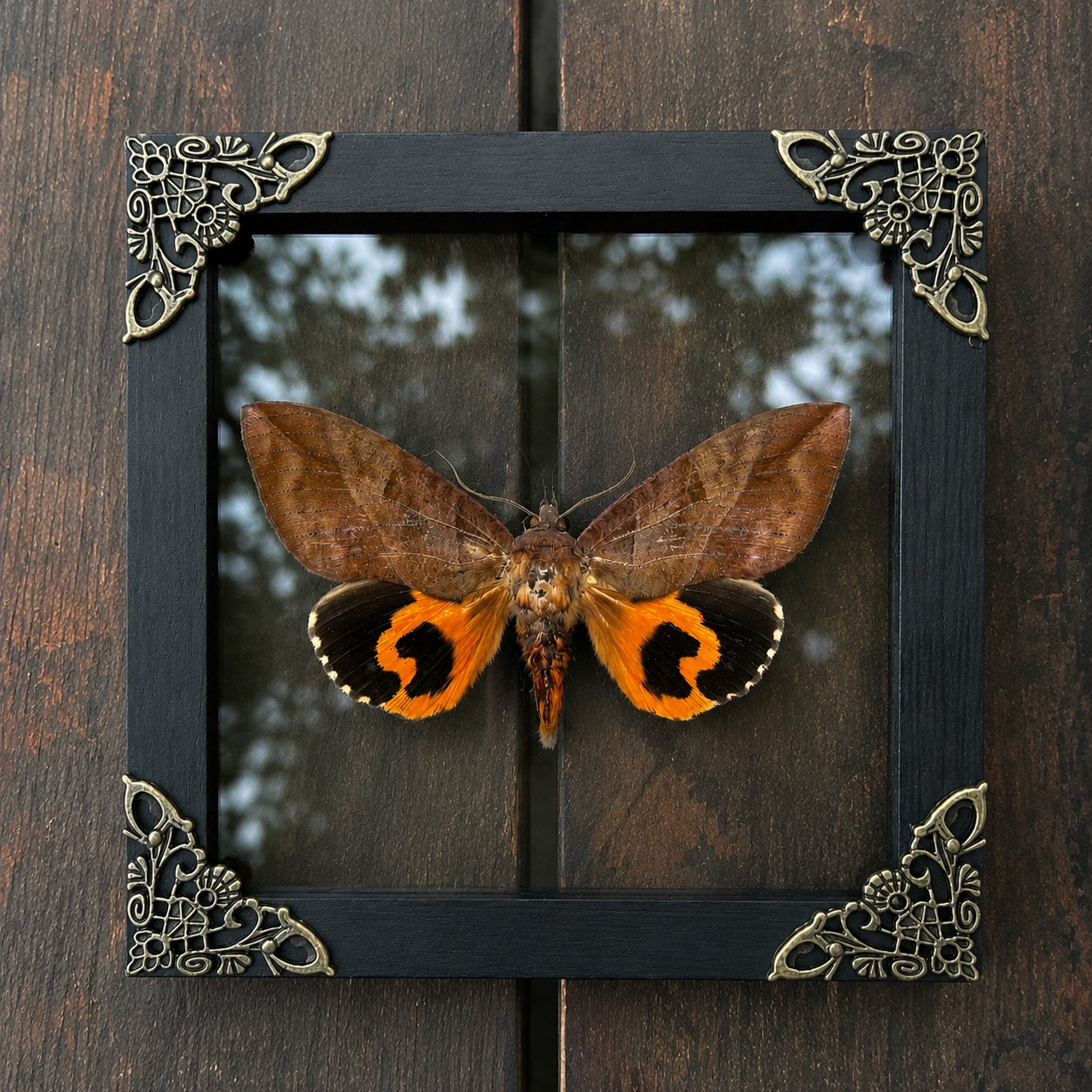 Taxidermy Moth in Shadow Box, Real Insect Bug Specimen, Gothic Halloween Decor, Halloween Gift