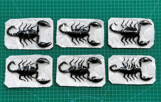 6 Real Giant Scorpion 7” Large Insect Bug Entomology Specimen Oddity UM11