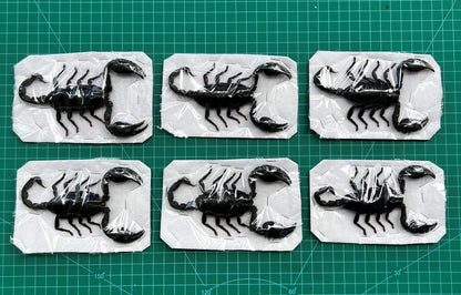 6 Real Giant Scorpion 7” Large Beetle Insect Bug Entomology Oddity UM11