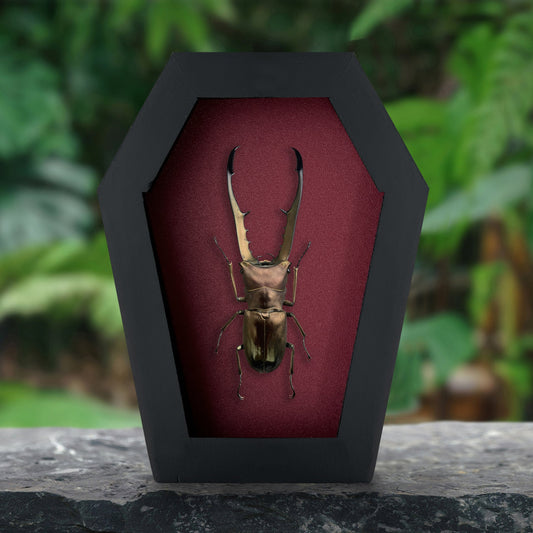 Real Stag Beetle in Coffin Shadow Box, Insect Taxidermy, Gothic Wall Decor, Oddities Curiosities