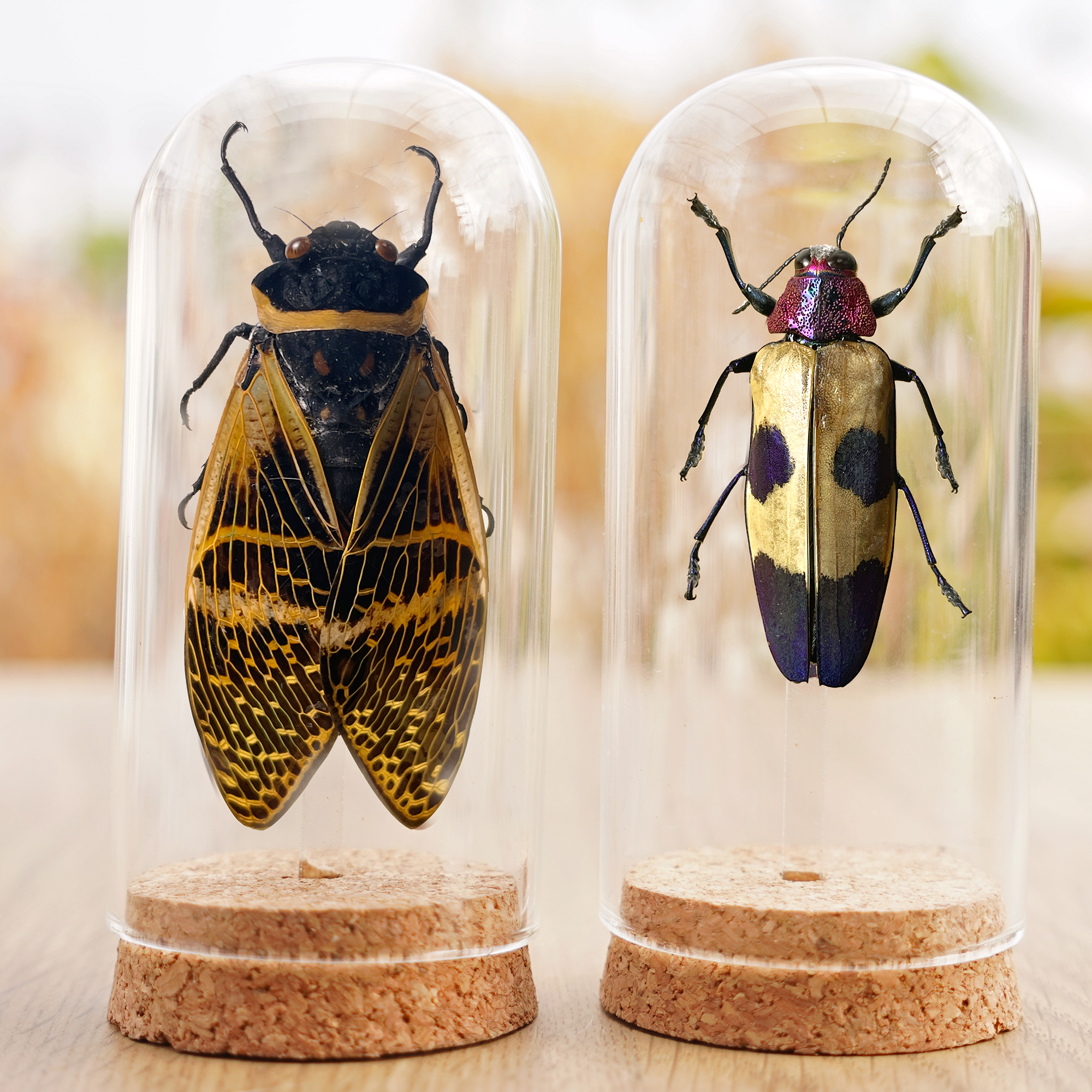 2 Real Cicada Jewel Beetle Preserved Specimen DOME5.10-50.82
