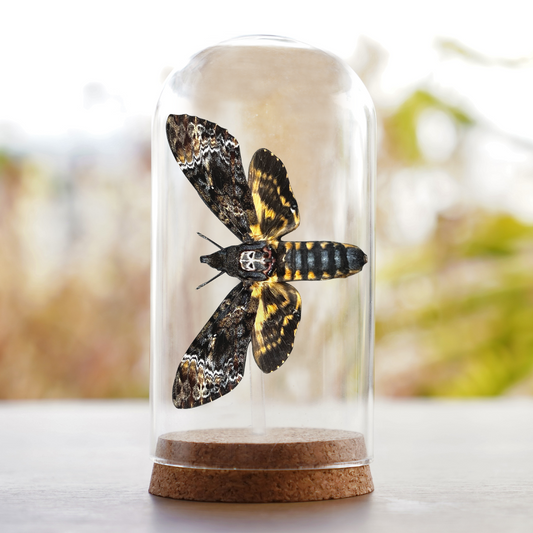 Real Death Head Moth Preserved Insect Beetle DOME8.16-01