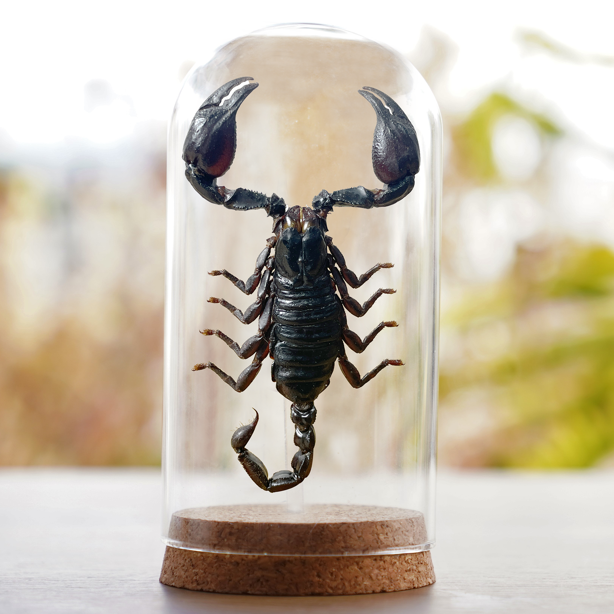 Taxidermy Scorpion Glass Dome Preserved Dried Insect Beetle Gothic Decor DOME8.16-51