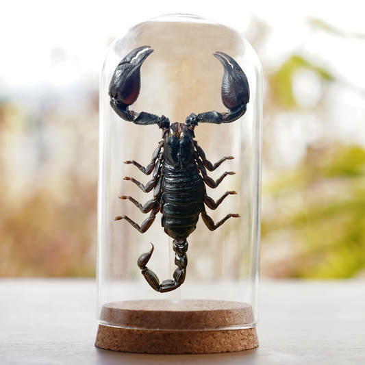 Scorpion Glass Dome Preserved Dried Insect Beetle Gothic Decor DOME8.16-51