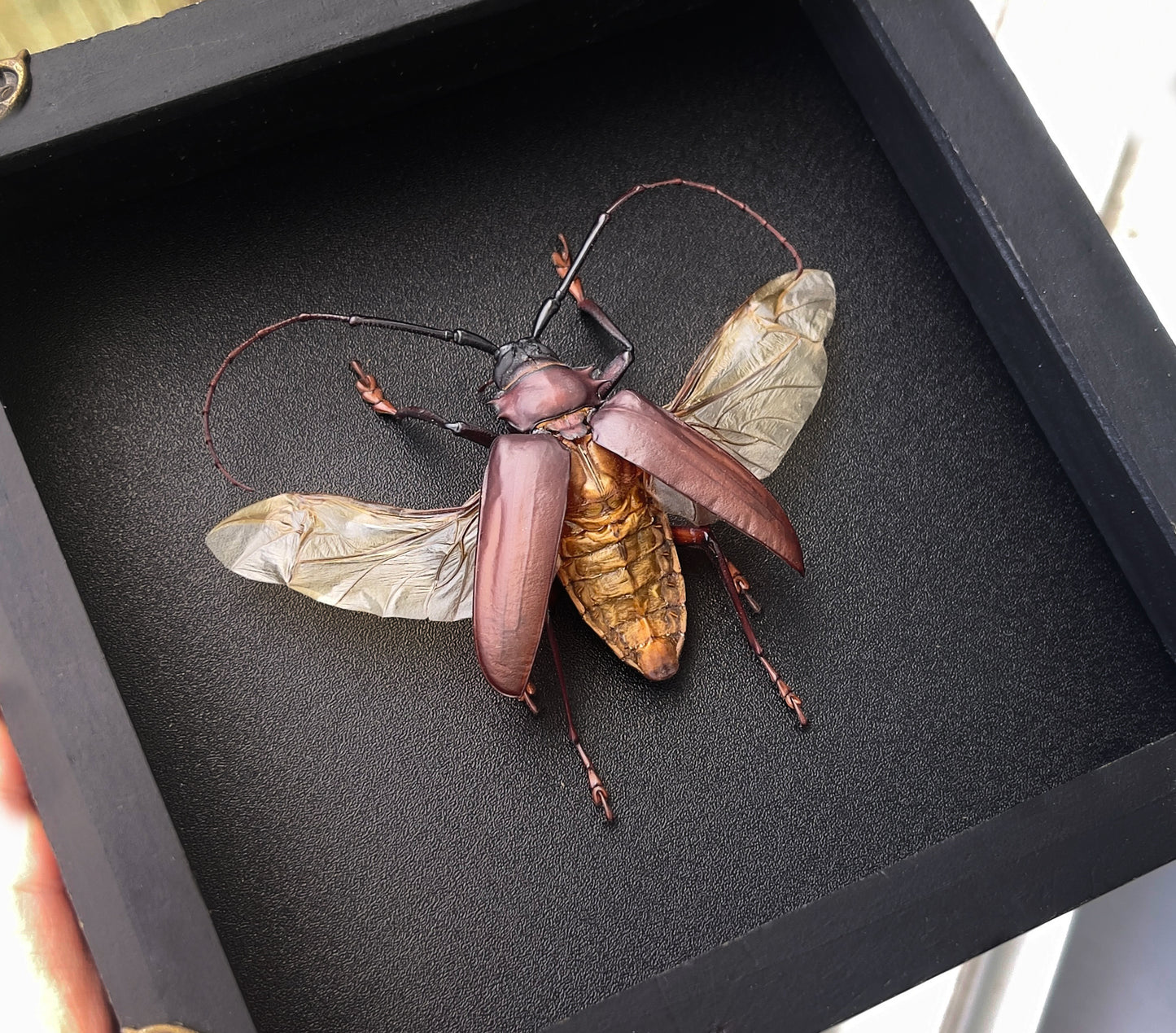 Framed Giant Longhorn Beetle, Real Insect Bug Artwork, Gothic Home Decor and Oddities Wall Display