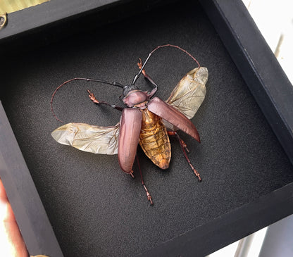 Framed Giant Longhorn Beetle, Real Insect Bug Artwork, Gothic Home Decor and Oddities Wall Display