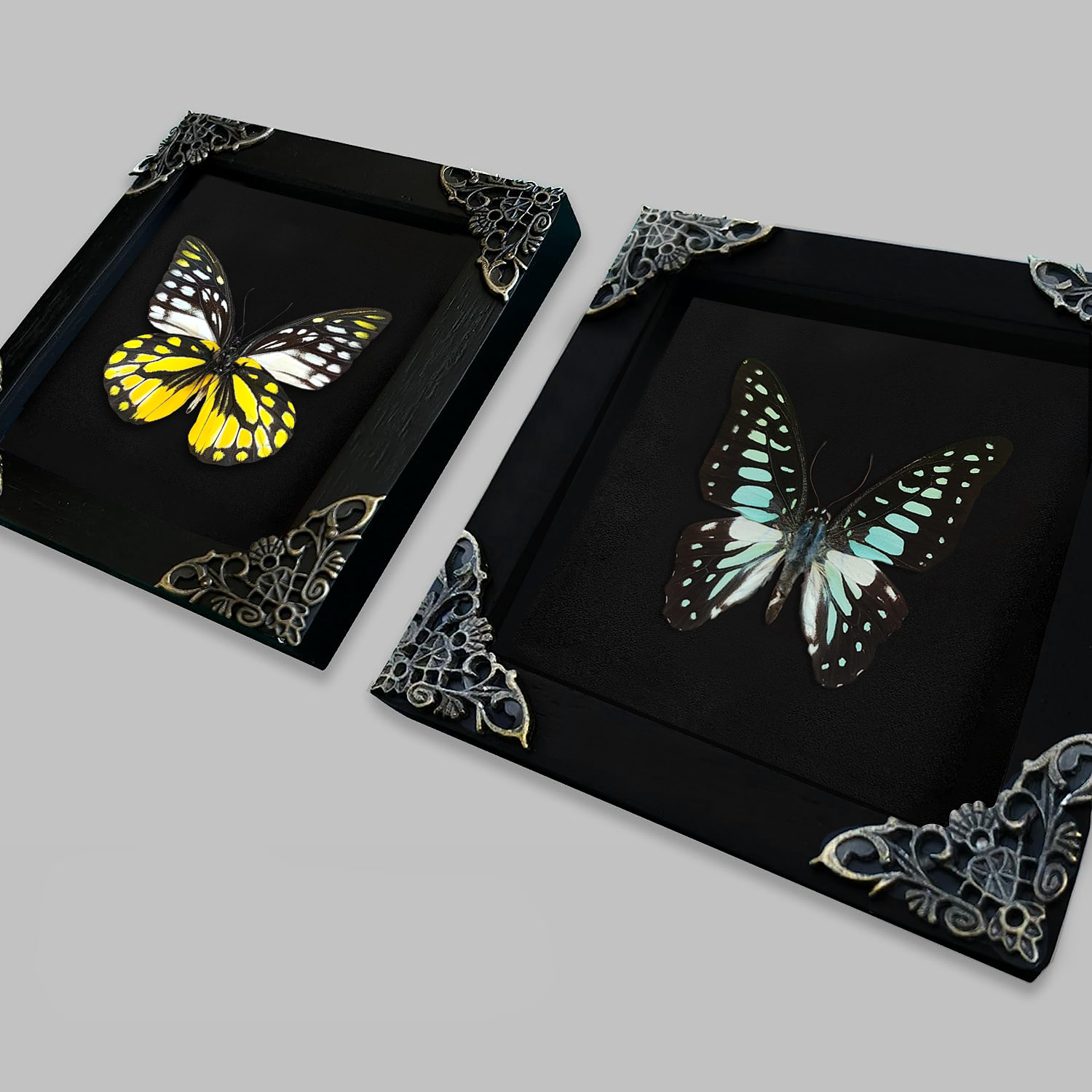 2 Real Butterflies Frames Dead Insect Dried Bug Shadow Box Wood Oddity Framed Taxidermy Collectables Specimen Decoration Reading Tabletop Wall Art Home Decor Living Gallery