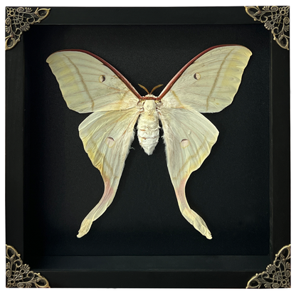 Real Framed Luna Moth 3D Floating Shadow Box Insect Oddities Home Gothic Wall Decor Artwork