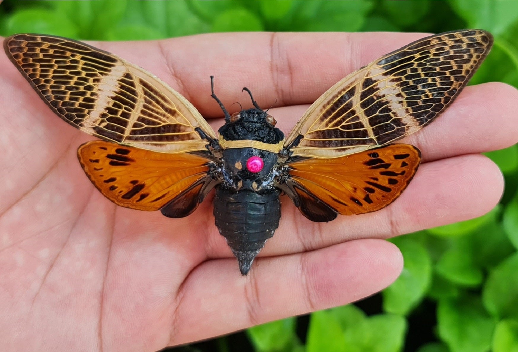 Real Cicada Taxadermy Dried Insect Beetle Specimens Taxidermy Gallery Collection Art Decor