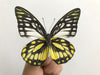 Real Butterfly Spotted Sawtooth Dead Dried Insect Specimens Taxidermy K12-10-DE