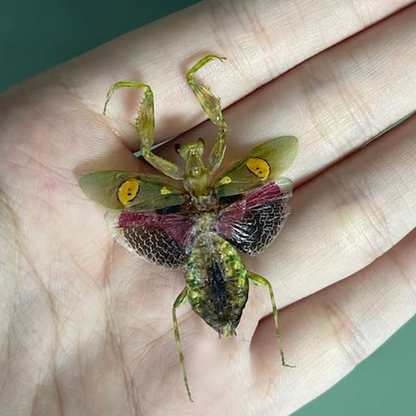 Real Jeweled Flower Mantis Pinned Specimen, Dried Insect Display for Collectors & Nature Decor