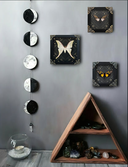 Real Luna Moth Actias Luna Moth Moon Phases Star Astrology Actias Butterfly Astronomy K22-33-AS1