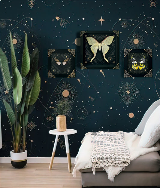 Real Luna Moth Actias Luna Moth Moon Phases Star Astrology Actias Butterfly Astronomy K22-33-AS1