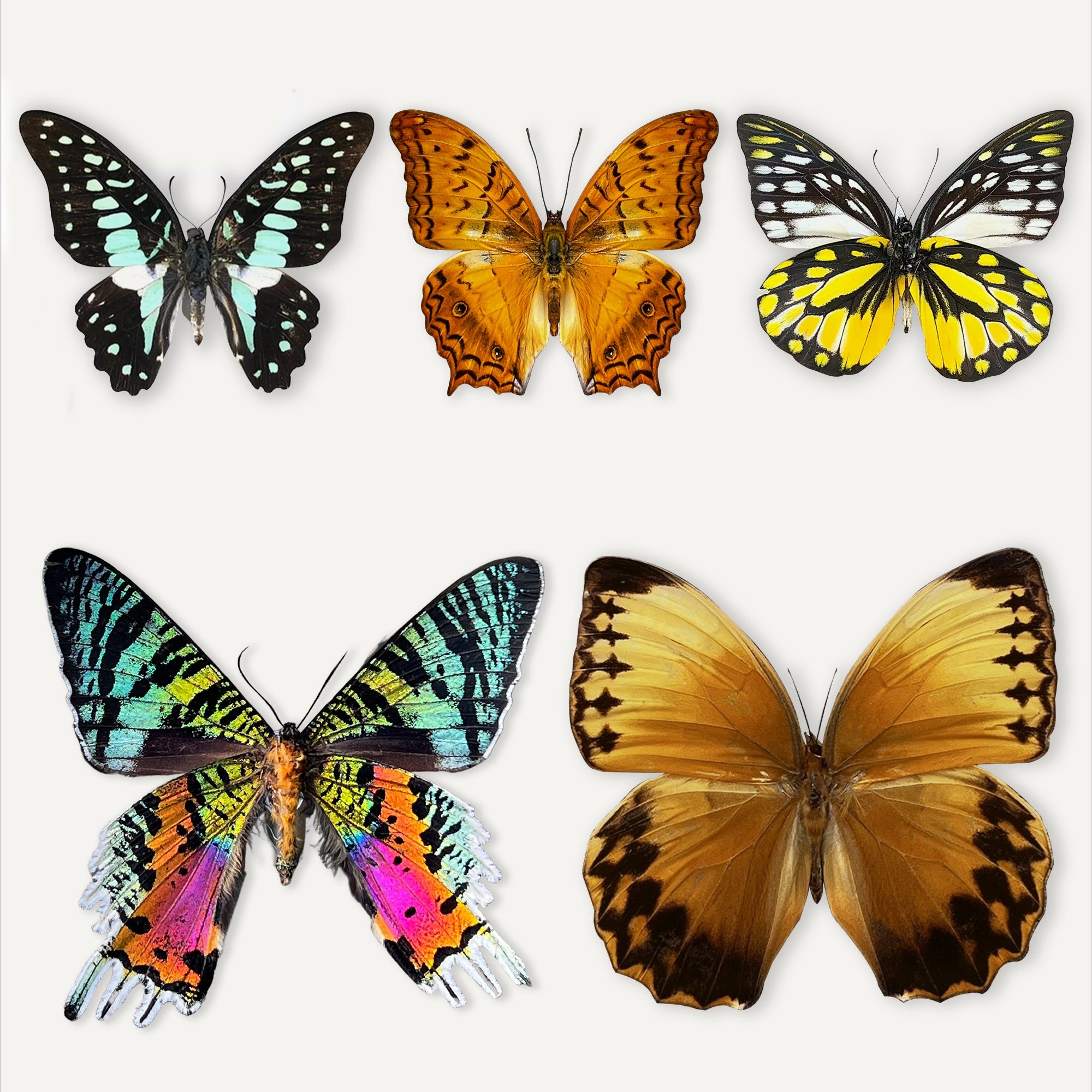 5 Real Butterfly Specimen Collection Butterflies Mounted Dead Animal Preserved Entomology Taxidermy Oddity Scientific Lover Insect Office Desk Art Artwork Display UM-25-A1