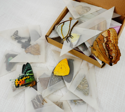 10 Random Of Real Butterfly Open Wings Entomology Oddity Scientific Lover Insect Office Desk Art Artwork Display UM-01-NEW (Copy)