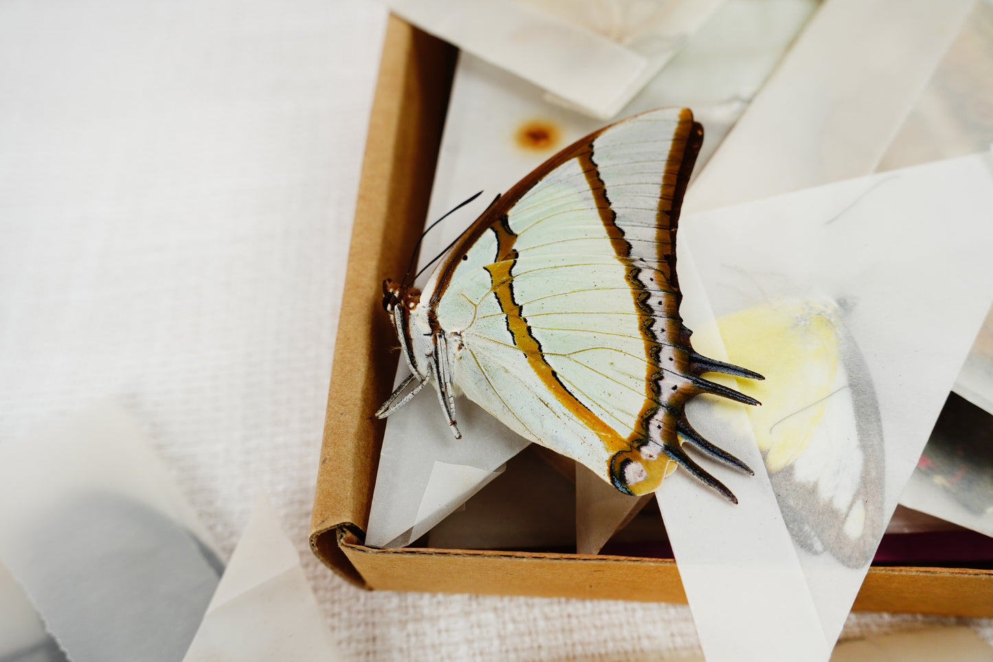 10 Random Of Real Butterfly Open Wings Entomology Oddity Scientific Lover Insect Office Desk Art Artwork Display UM-01-NEW (Copy)