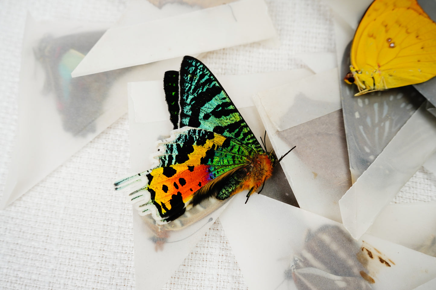 10 Random Of Real Butterfly Open Wings Entomology Oddity Scientific Lover Insect Office Desk Art Artwork Display UM-01-NEW (Copy)