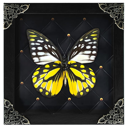 Real Framed Yellow Butterfly Dead Insect Dried Bug Beetle Shadow Box Black K12-10-DE