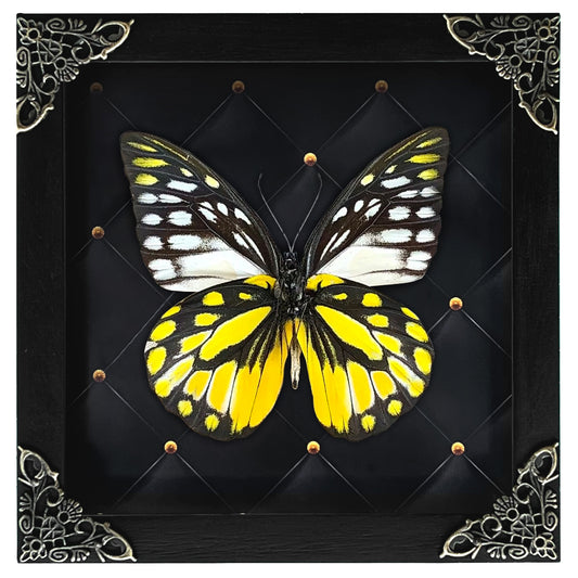 Real Framed Yellow Butterfly Dead Insect Dried Bug Beetle Shadow Box Black K12-10-DE
