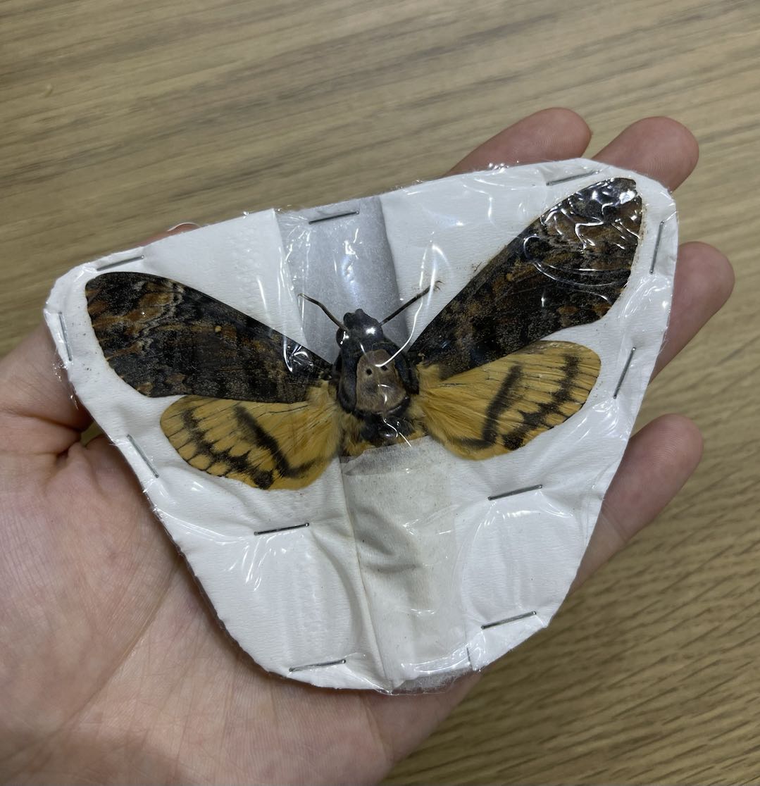 2 Real Acherontia Moth Spread Mounted Skull Moth Silence Lambs Entomology Dead Insect Dried Butterfly Specimen