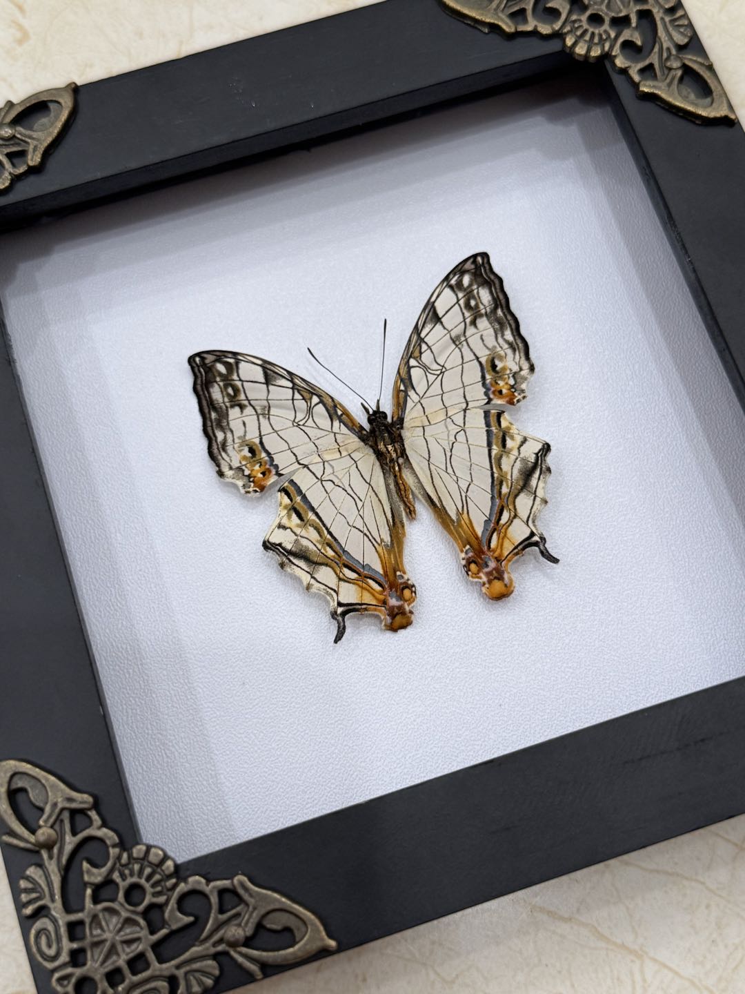 Real Map Butterfly Taxidermy Framed Insect Bug Art Gothic Oddities Wall Decor K12-126-DE