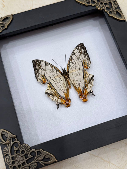Real Map Butterfly Taxidermy Framed Insect Bug Art Gothic Oddities Wall Decor K12-126-DE
