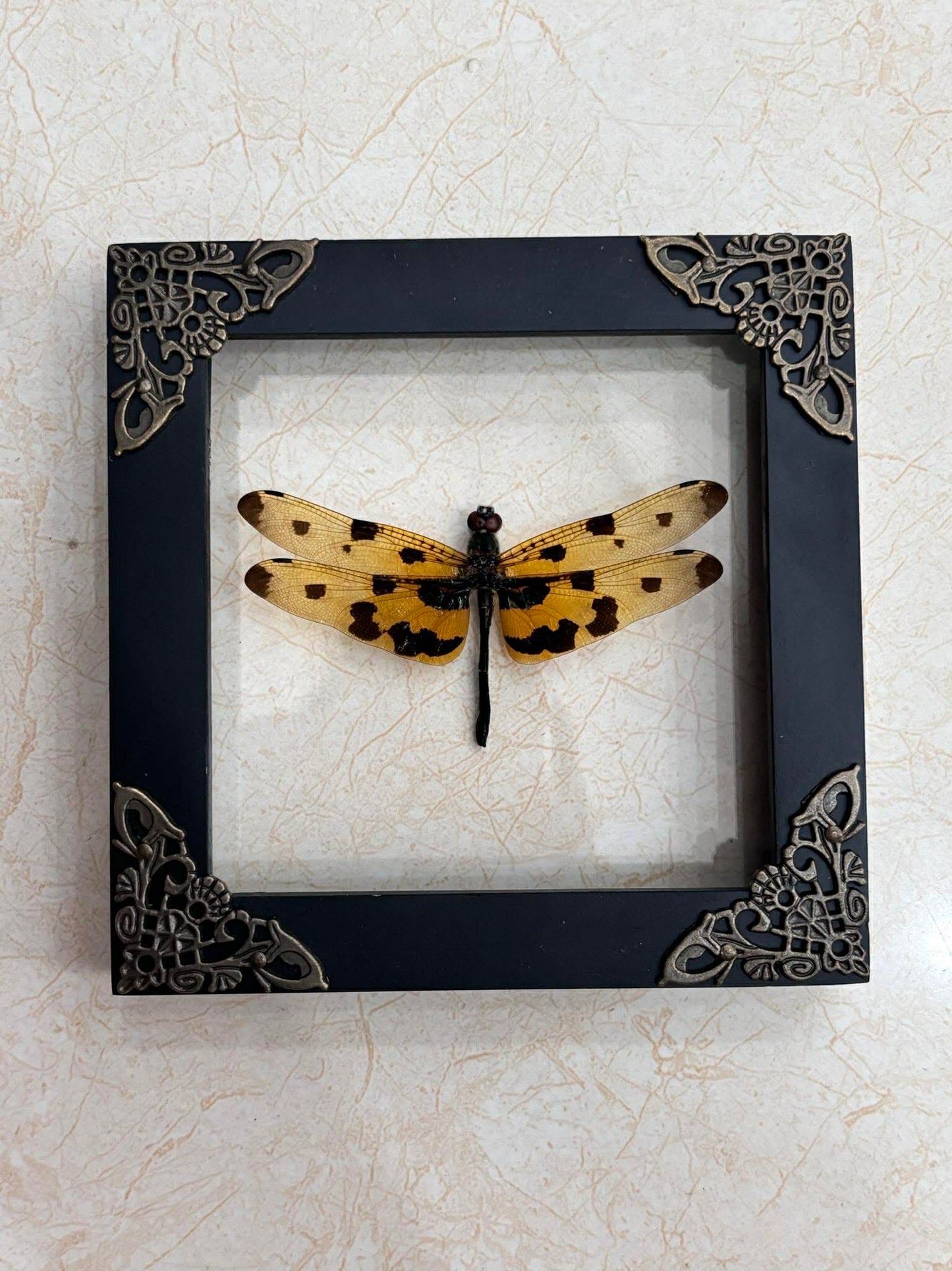 Real Yellow Dragonfly Shadow Box Insect Bug Frame Wall Art Decoration Oddity Home Bookshelf Decor K12-100-DE
