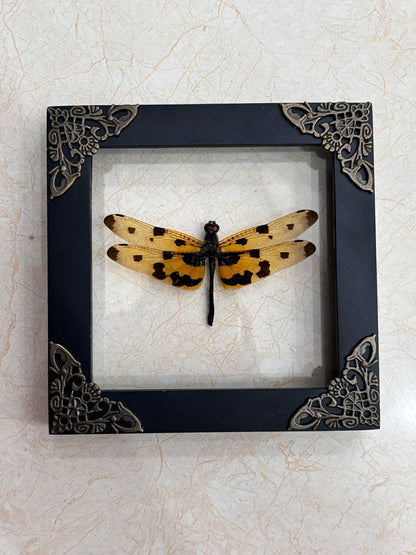 Real Yellow Dragonfly Shadow Box Insect Bug Frame Wall Art Decoration Oddity Home Bookshelf Decor K12-100-DE