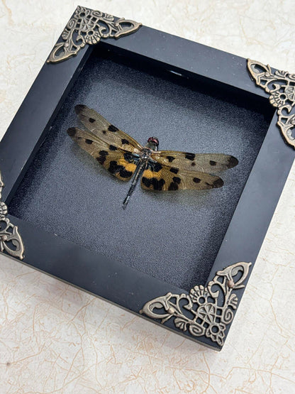 Real Yellow Dragonfly Shadow Box Insect Bug Frame Wall Art Decoration Oddity Home Bookshelf Decor K12-100-DE