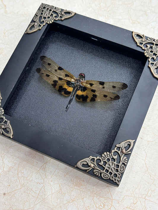 Real Yellow Dragonfly Shadow Box Insect Bug Frame Wall Art Decoration Oddity Home Bookshelf Decor K12-100-DE