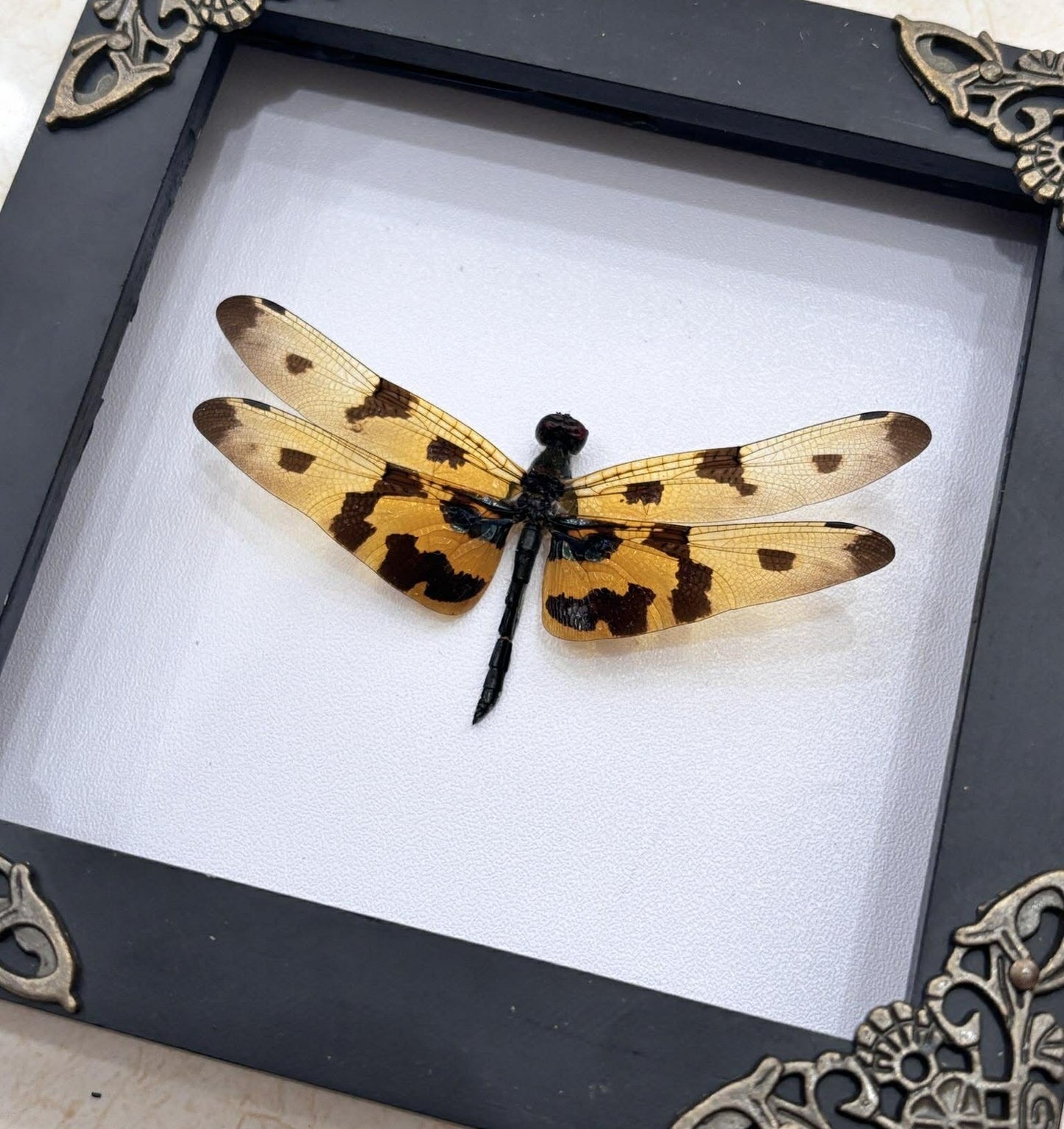 Real Yellow Dragonfly Shadow Box Insect Bug Frame Wall Art Decoration Oddity Home Bookshelf Decor K12-100-DE