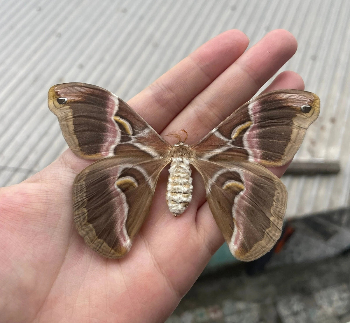 Eri Silk Moth Specimen, Moth Taxidermy Open wings, Real Entomology Specimens for Display, Décor