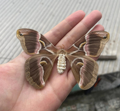Eri Silk Moth Specimen, Moth Taxidermy Open wings, Real Entomology Specimens for Display, Décor