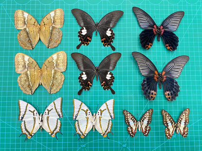 10 Random Of Real Butterfly Open Wings Entomology Oddity Scientific Lover Insect Office Desk Art Artwork Display UM-01-NEW (Copy)