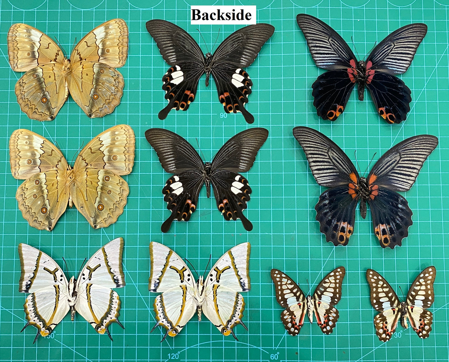 10 Random Of Real Butterfly Open Wings Entomology Oddity Scientific Lover Insect Office Desk Art Artwork Display UM-01-NEW (Copy)