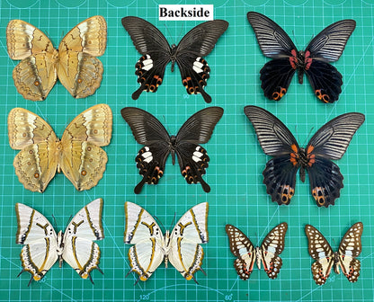 10 Random Of Real Butterfly Open Wings Entomology Oddity Scientific Lover Insect Office Desk Art Artwork Display UM-01-NEW (Copy)