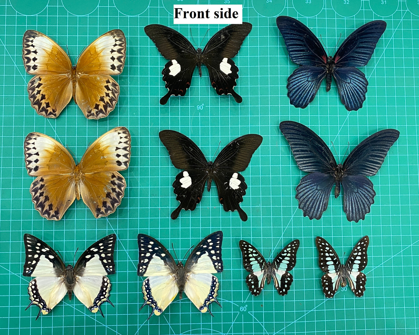 10 Random Of Real Butterfly Open Wings Entomology Oddity Scientific Lover Insect Office Desk Art Artwork Display UM-01-NEW (Copy)