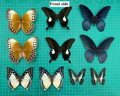 10 Random Of Real Butterfly Open Wings Entomology Oddity Scientific Lover Insect Office Desk Art Artwork Display UM-01-NEW (Copy)
