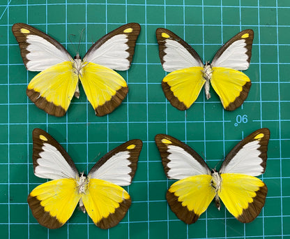 Real Yellow Butterfly Taxidermy, Chocolate Albatross, 4pcs Dried Specimen Spread Wings, Real Insect Entomology Display