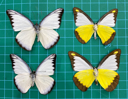 Real Yellow Butterfly Taxidermy, Chocolate Albatross, 4pcs Dried Specimen Spread Wings, Real Insect Entomology Display