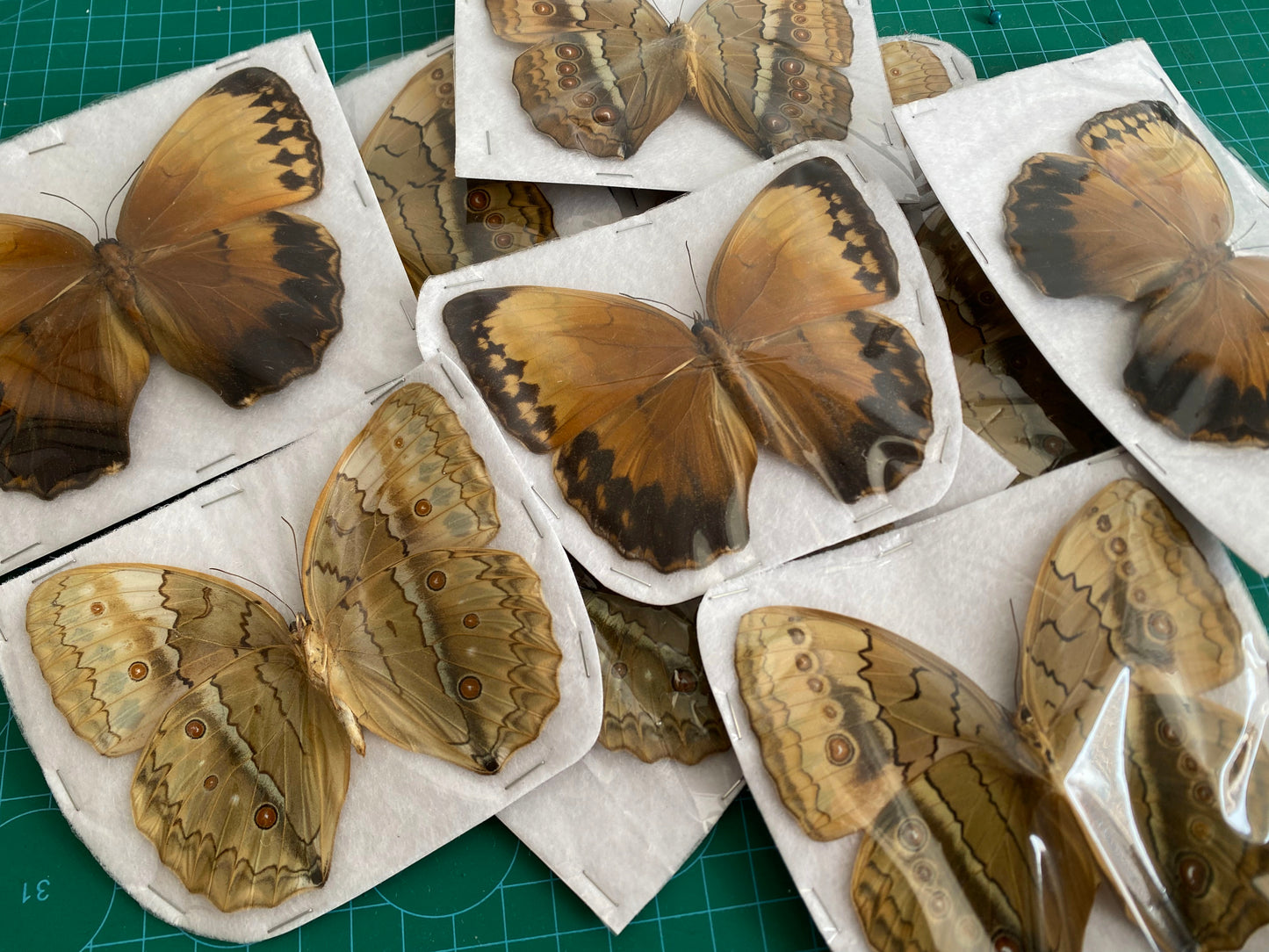 Real Orange Jungle Queen Butterfly Specimen, Unmounted Dried Butterfly, Natural Insect Collectible