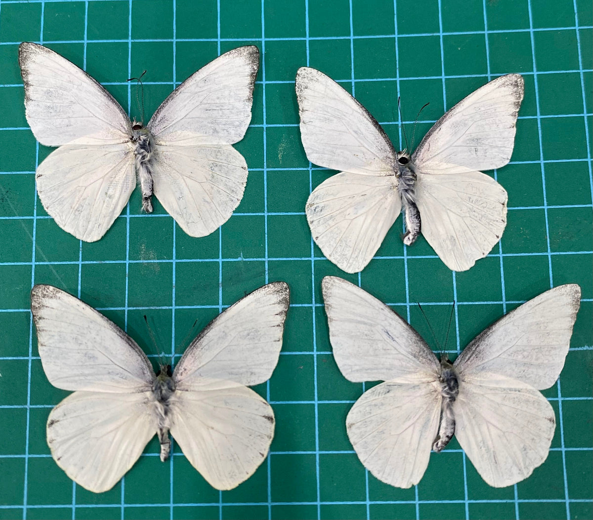 Real White Butterfly Taxidermy, Appias Albina, 4pcs Dried Specimen Spread Wings, Real Insect Entomology Display