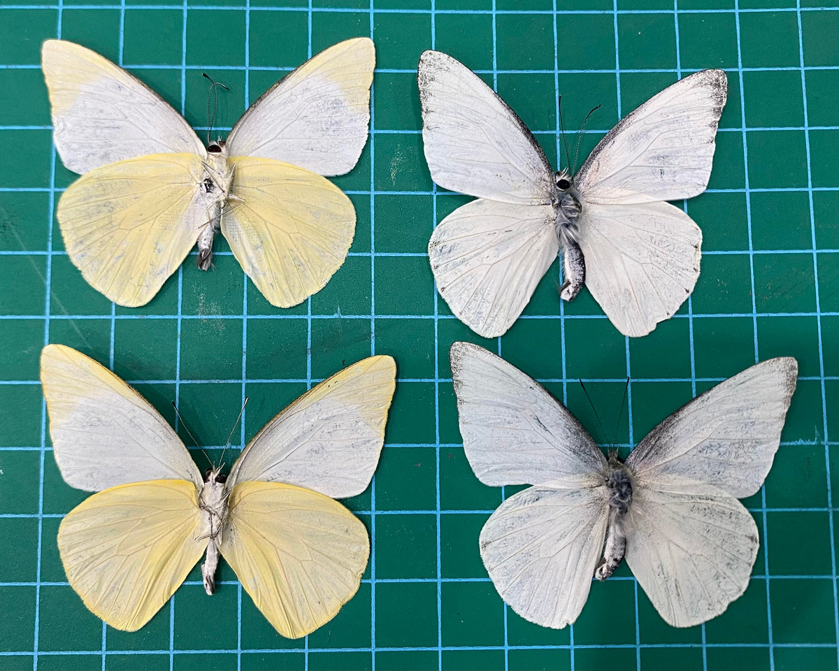 Real White Butterfly Taxidermy, Appias Albina, 4pcs Dried Specimen Spread Wings, Real Insect Entomology Display
