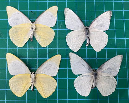 Real White Butterfly Taxidermy, Appias Albina, 4pcs Dried Specimen Spread Wings, Real Insect Entomology Display