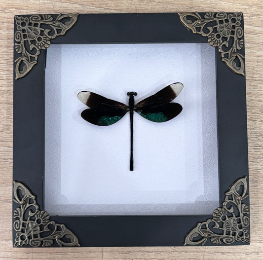 Real Clear Wings Dragonfly Damselflies Specimen Insect Dried Bug Dead Home Decor K12-101-DE
