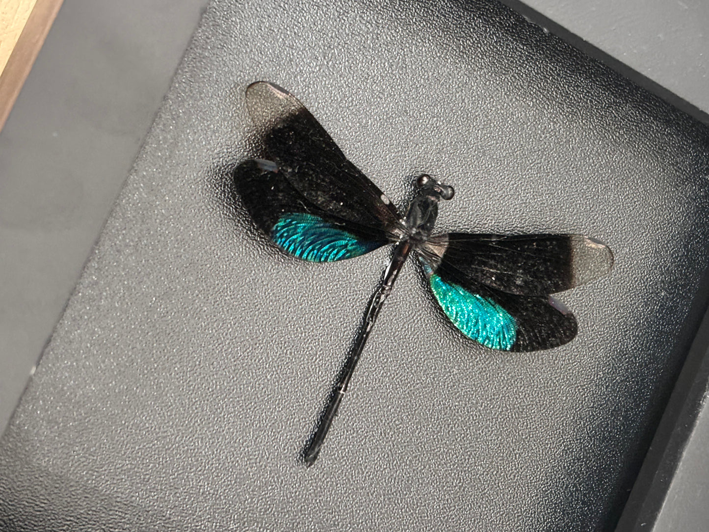 Metallic Black Green Dragonfly Specimen, Real Pinned Dried Insect Taxidermy, Entomology Specimen, Bug Art Collection
