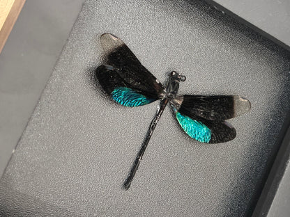 Metallic Black Green Dragonfly Specimen, Real Pinned Dried Insect Taxidermy, Entomology Specimen, Bug Art Collection