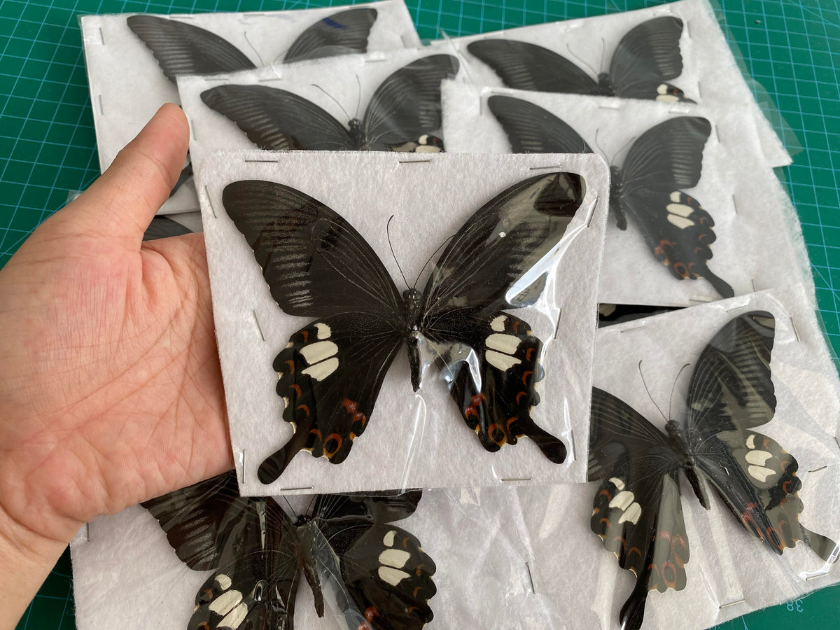 Real Butterfly Taxidermy, Papilio Helenus, Dried Specimen Spread Wings, Real Insect Entomology Display